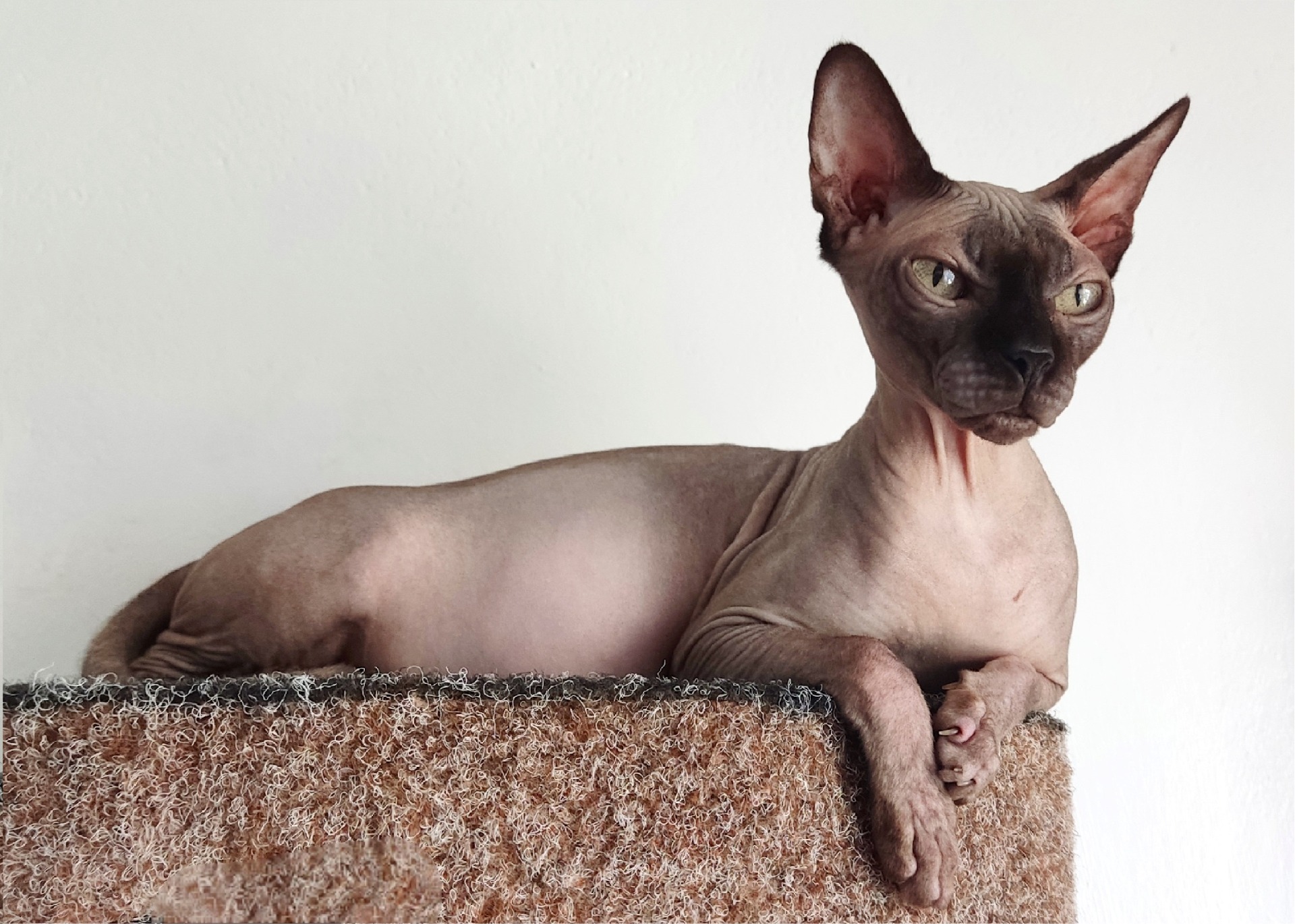 Canadian sphynx kettyúvod